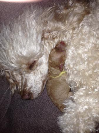 Poodle (Miniature) for sale by QTPYZE