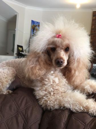 Poodle (Miniature) for sale by QTPYZE