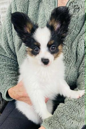 Papillon puppy for sale by JIRRALEAPAPILLONS