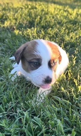 Jack Russell Terrier for sale by VALLEYJAX