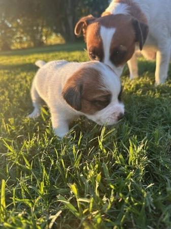Jack Russell Terrier for sale by VALLEYJAX