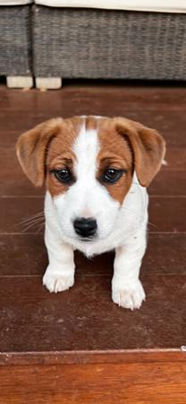 Jack Russell Terrier for sale by VALLEYJAX