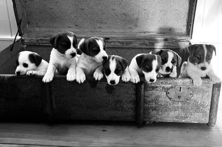 Jack Russell Terrier for sale by VALLEYJAX