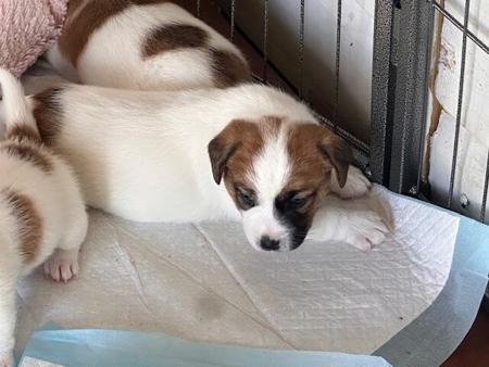 Jack Russell Terrier for sale by VALLEYJAX