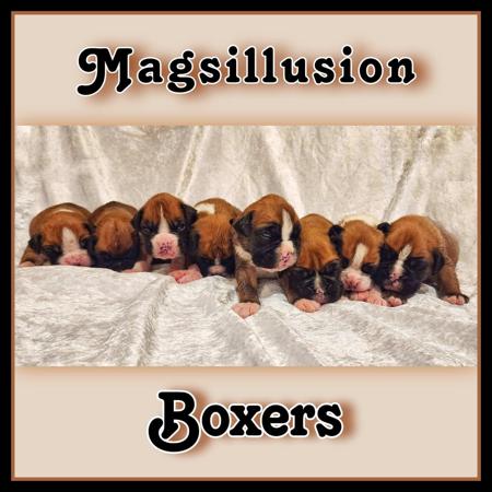 Boxer for sale by MAGSILLUSION