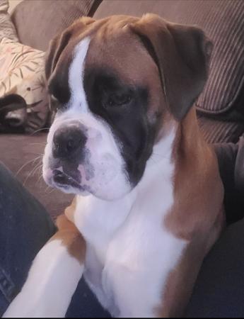 Boxer for sale by MAGSILLUSION