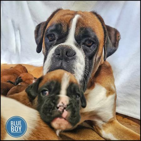 Boxer for sale by MAGSILLUSION