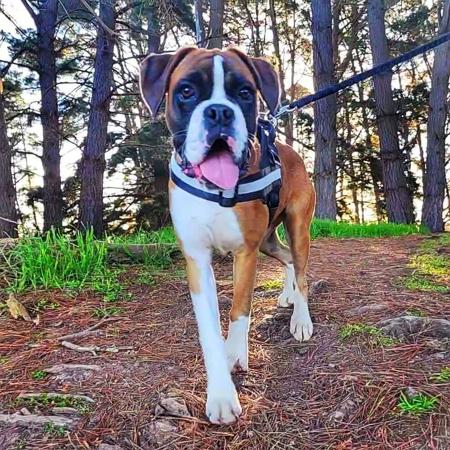 Boxer for sale by MAGSILLUSION