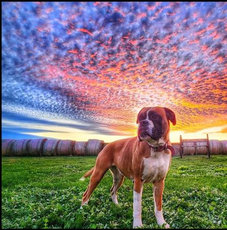 Boxer for sale by MAGSILLUSION