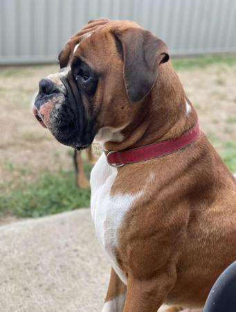 Boxer for sale by MAGSILLUSION