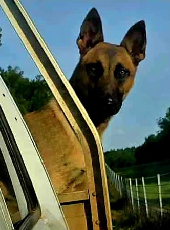 Belgian Shepherd Dog (Malinois) puppy for sale by MASCOLINO