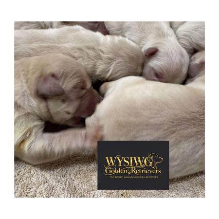 Golden Retriever puppy for sale by WYSIWYGKENNELS