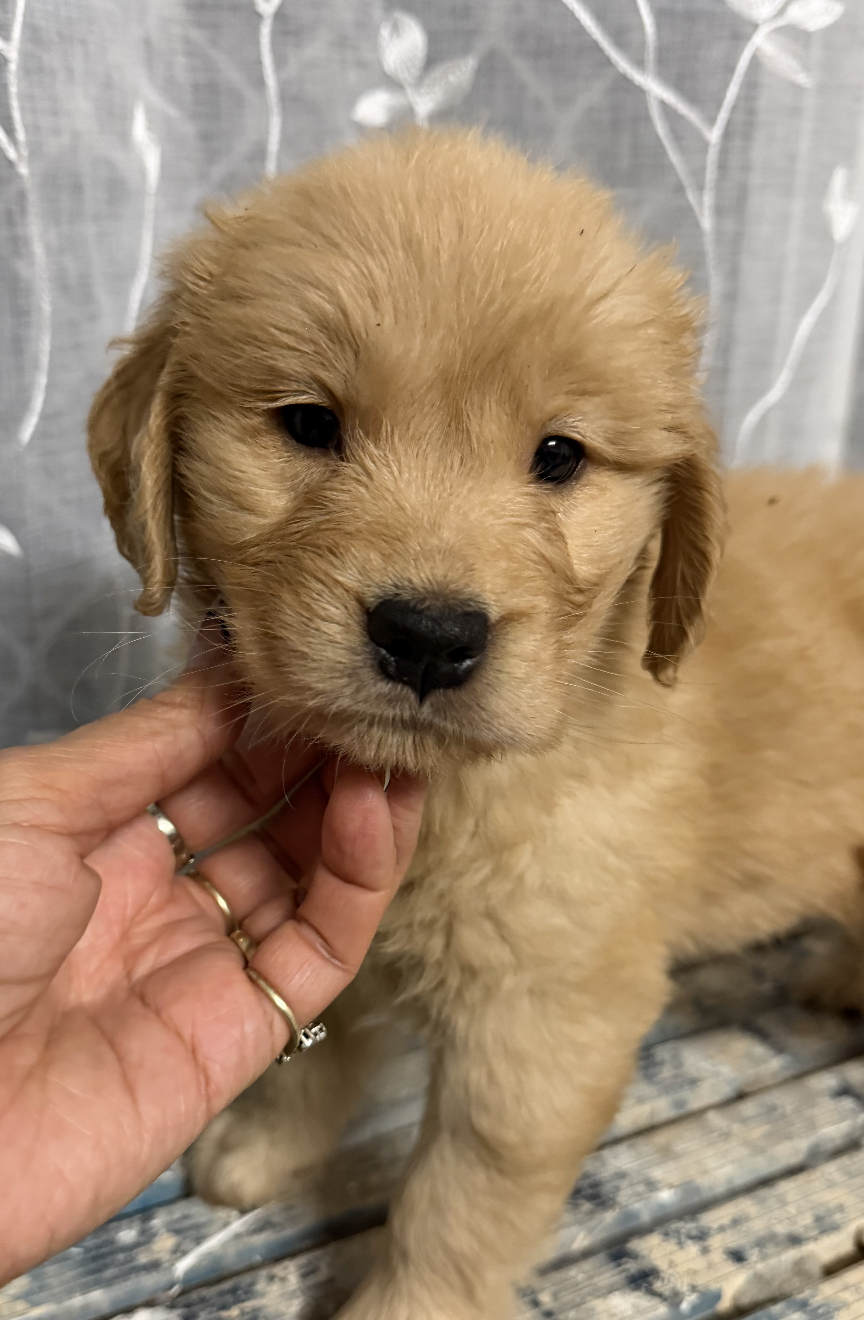 Golden Retriever puppy for sale by WYSIWYGKENNELS