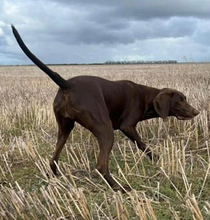 German Shorthaired Pointer for sale by TOOLERN