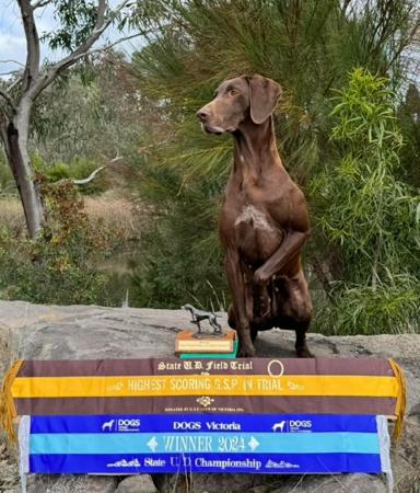 German Shorthaired Pointer for sale by TOOLERN