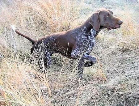 German Shorthaired Pointer for sale by TOOLERN