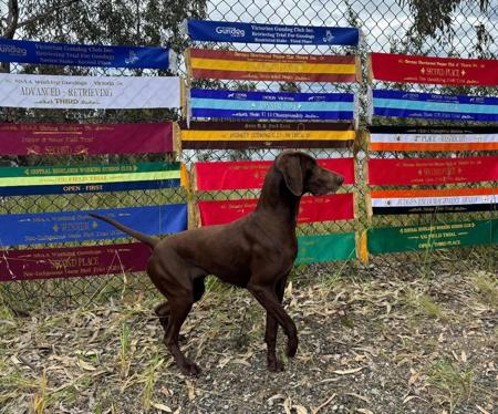 German Shorthaired Pointer for sale by TOOLERN