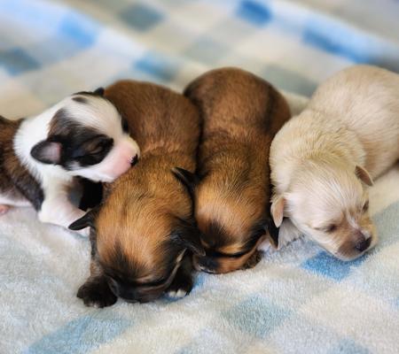 Havanese puppy for sale by CUBANPRIDE