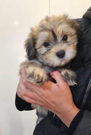 Havanese puppy for sale by CUBANPRIDE
