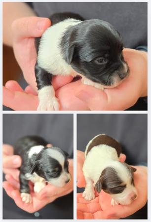 Havanese puppy for sale by CUBANPRIDE