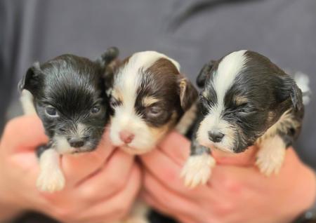 Havanese puppy for sale by CUBANPRIDE