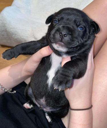 Staffordshire Bull Terrier puppy for sale by BLUEBUDDHA
