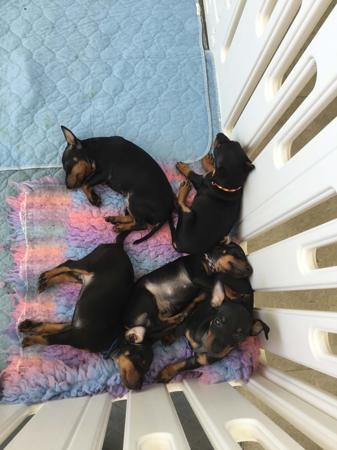 English Toy Terrier (Black and Tan) puppy for sale by TOIRESORT