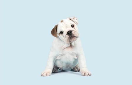 British Bulldog for sale by PRISTIQ