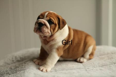 British Bulldog for sale by PRISTIQ