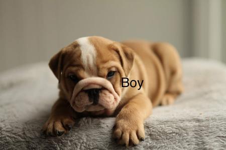 British Bulldog for sale by PRISTIQ