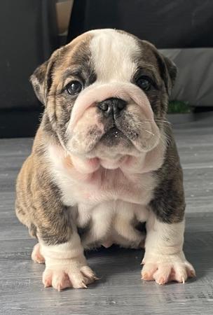 British Bulldog for sale by PRISTIQ