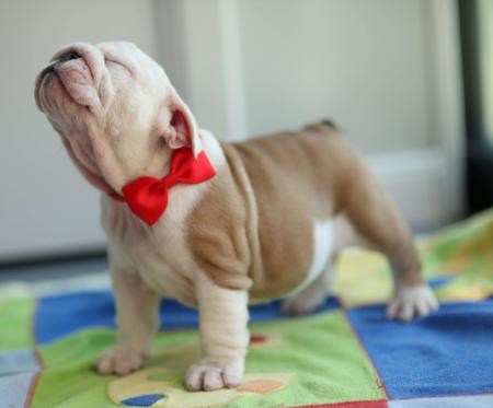 British Bulldog for sale by PRISTIQ