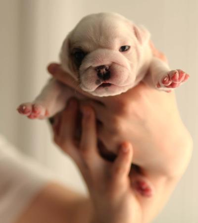 British Bulldog for sale by PRISTIQ