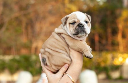 British Bulldog for sale by PRISTIQ