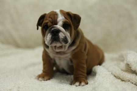 British Bulldog for sale by PRISTIQ