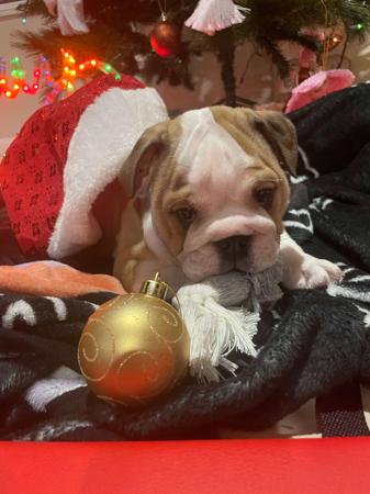 British Bulldog for sale by PRISTIQ
