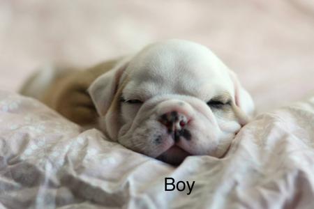 British Bulldog for sale by PRISTIQ