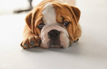 British Bulldog for sale by PRISTIQ