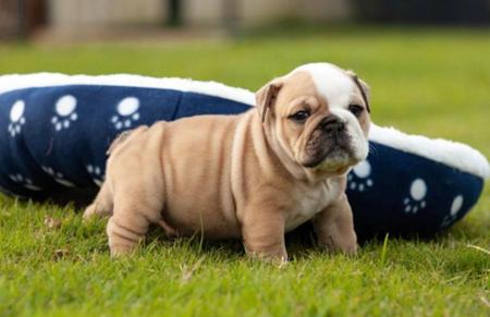 British Bulldog for sale by PRISTIQ