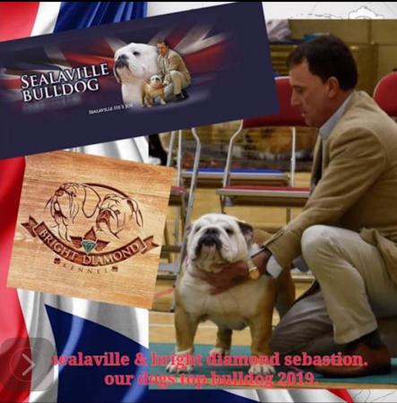 British Bulldog for sale by PRISTIQ