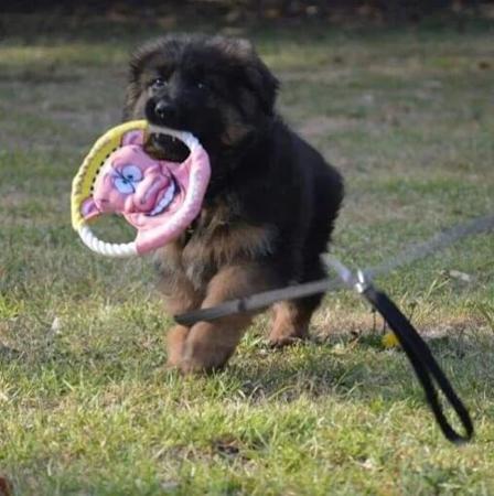 German Shepherd Dog puppy for sale by ZARKOPETRESKI