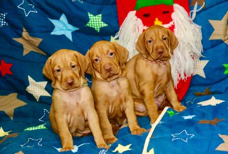Hungarian Vizsla for sale by HABANERO
