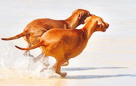 Hungarian Vizsla for sale by FREWY