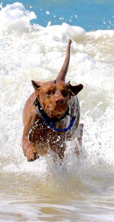 Hungarian Vizsla for sale by HABANERO