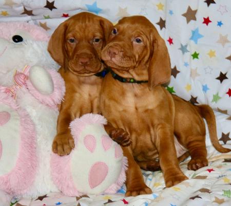 Hungarian Vizsla for sale by HABANERO