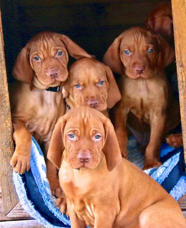 Hungarian Vizsla for sale by HABANERO