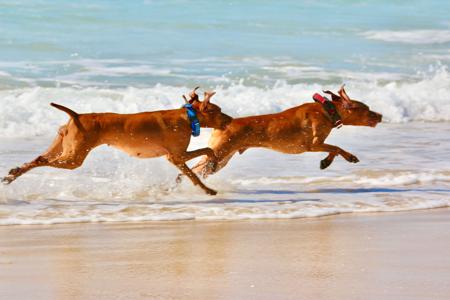 Hungarian Vizsla for sale by HABANERO