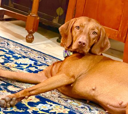 Hungarian Vizsla puppy for sale by FREWY