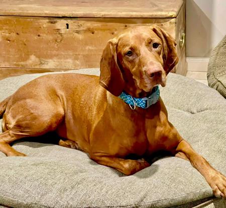 Hungarian Vizsla puppy for sale by HABANERO