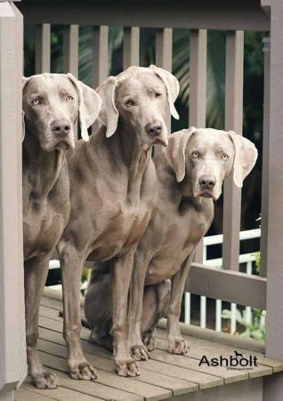 Weimaraner for sale by ASHBOLT